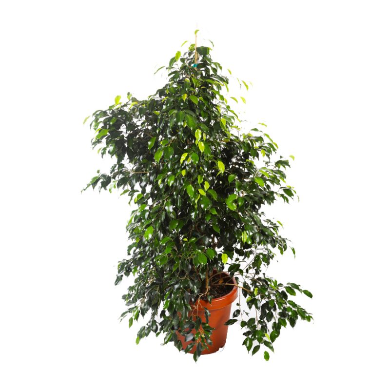 Ficus Benjamina (Exotica) - AFNAN Agricultural CO. KSCC